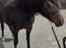 Beautiful bay chunky mare