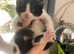 Adorable Manx kittens ready to be homed