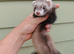 Micro angora polecat jill. (6months old)