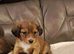Jackchi x dachshund puppies