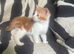 Kittens looking for their forever homes