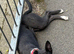 Female dog