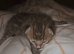 STUNNING SILVER & SPOTTED SAVANNAH X BENGAL KITTENS