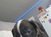 Staffy cross