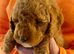 READY NOW! ONLY 2 LEFT! Stunning curly F1b Labradoodles - Health tested parents