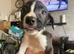 5 puppies for sale