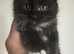 Polydactyl Maine Coon Boysv