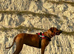 Rhodesian Ridgeback puppies looking for loving forever homes