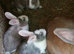 PURE Continental Giants - White Eared - Vaccinated 3 in 1 - RESERVE