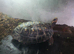 redfoot tortoise 11inch adult female