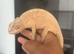 2 chameleons