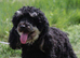 Black phantom miniature poodle for stud