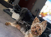 Beautiful Yorkshire Terrier Stud &ndash; Casper
