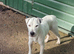 male parson jack Russell