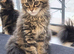 Tested SMA,PK,HCM,boy and girls.Maine Coon Kittens