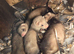 Polecat babys 4 sale well handled