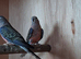 bourke parakeet pair