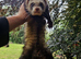 Polecat ferret