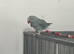 Indian Ringneck Rare Colour 5-6 Months Old