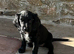 9 fantastic Sprocker Puppies