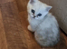Stunning rare little beauty