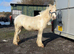 Lemmon and white gelding