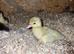 30+ birds chicken, duck, turkeys