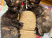 FLUFFY TORTIE FEMALE KITTENS TO RESERVE