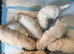 Goldendoodle Puppys for sale