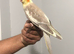 Beautiful hand tamed cinnamon cockatiels for sale.