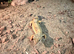 Leopard gecko