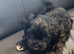 Adorable Shichon puppies for sale-Teddy bear dogs