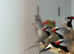Star finch