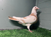 Colour Racing Pigeon