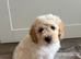 Gorgeous F1B Cockapoo puppies ready now