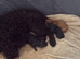 3 beautiful Miniature poodle x Cockapoo puppies