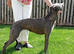 LURCHER BITCH