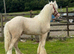 Cremello colt to make 14.2/14.3