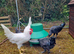 White Leghorn Cockerel for sale
