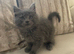 Grey Mainecoon/Ragdoll boy