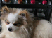 Male Pomeranian