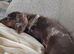 Miniature Dachshund 2 Years old