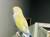 Blue Ringneck talking parrot
