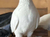Rare white Turkish Tumbler Pigeons For Sale