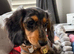 Ling haired dapple miniature dachshund
