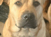 Mixed breed female 1