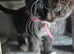 Maine coon kittens last 2 girl