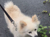 Two stunning pomeranian boys