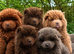 chow chow puppies