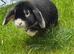 Mini lop ear rabbit